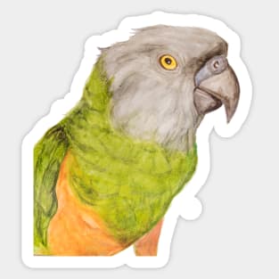 Youyou of Senegal Parrot Parrot Tropical Bird Watercolor Art Print Sticker